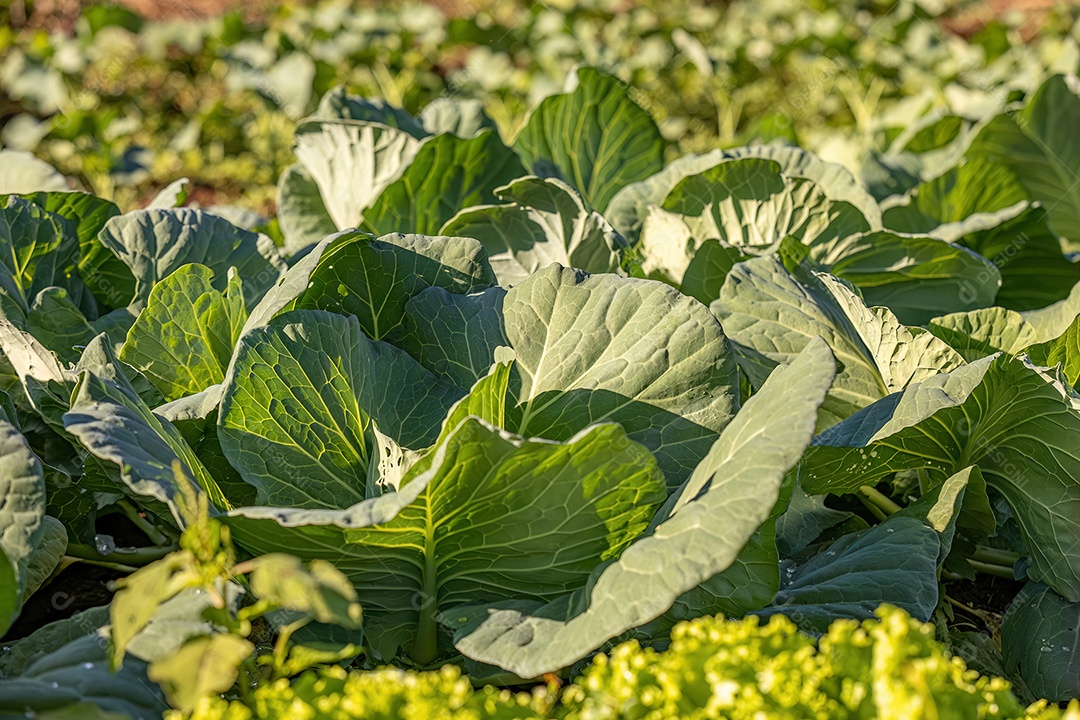 Planta vegetal de repolho da espécie Brassica oleracea em uma horta