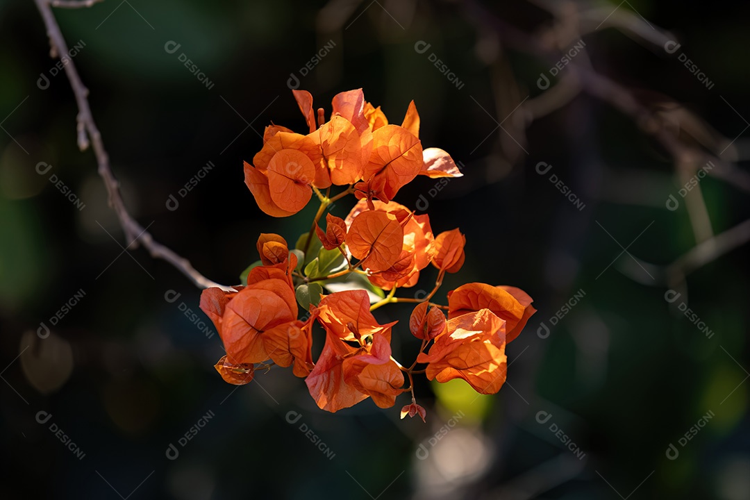 Flores de plantas ornamentais do gênero Bougainvillea