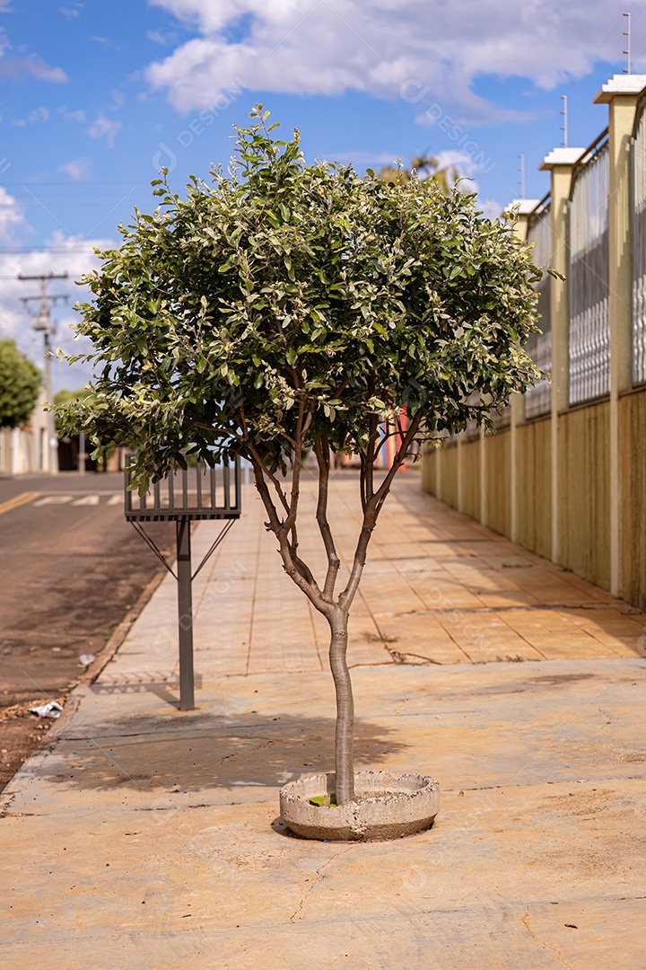 Folhagem da planta sul-americana chamada oiti da espécie Moquilea tomentosa