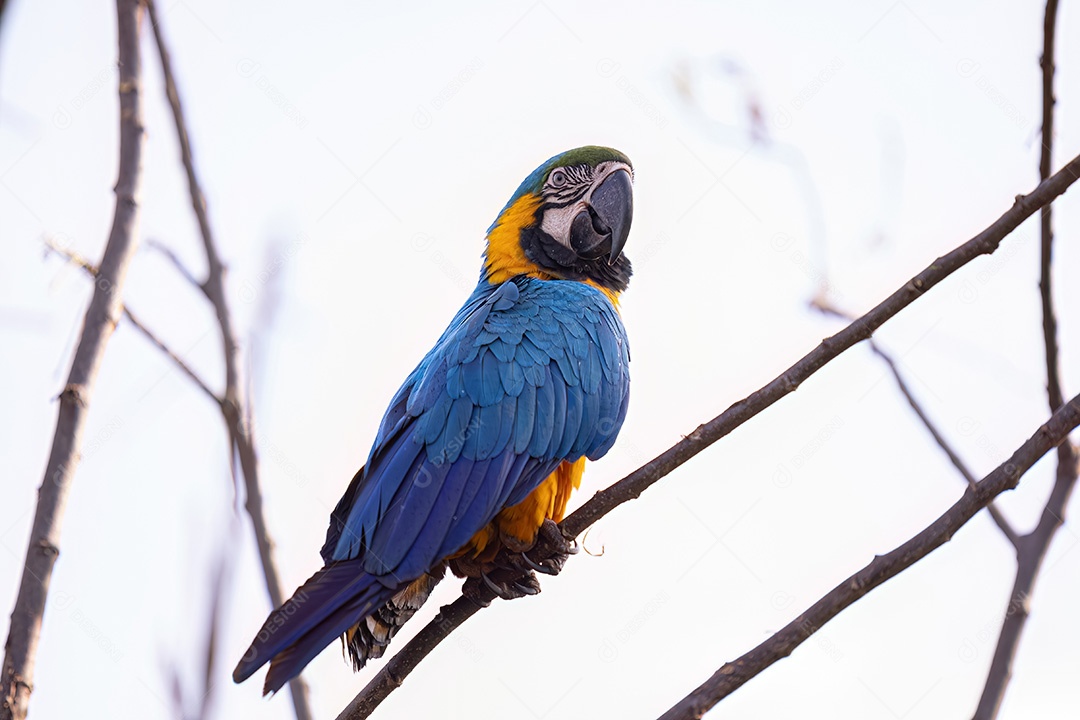 Arara-azul-e-amarela adulta da espécie Ara ararauna