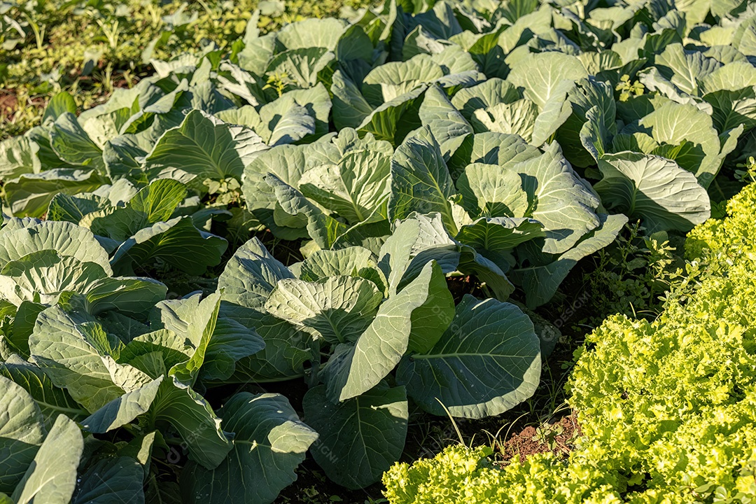 Planta vegetal de repolho da espécie Brassica oleracea em uma horta