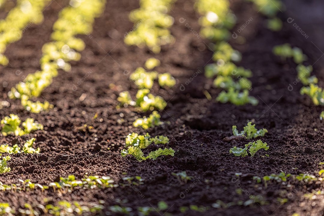 Mudas de alface da espécie Lactuca sativa