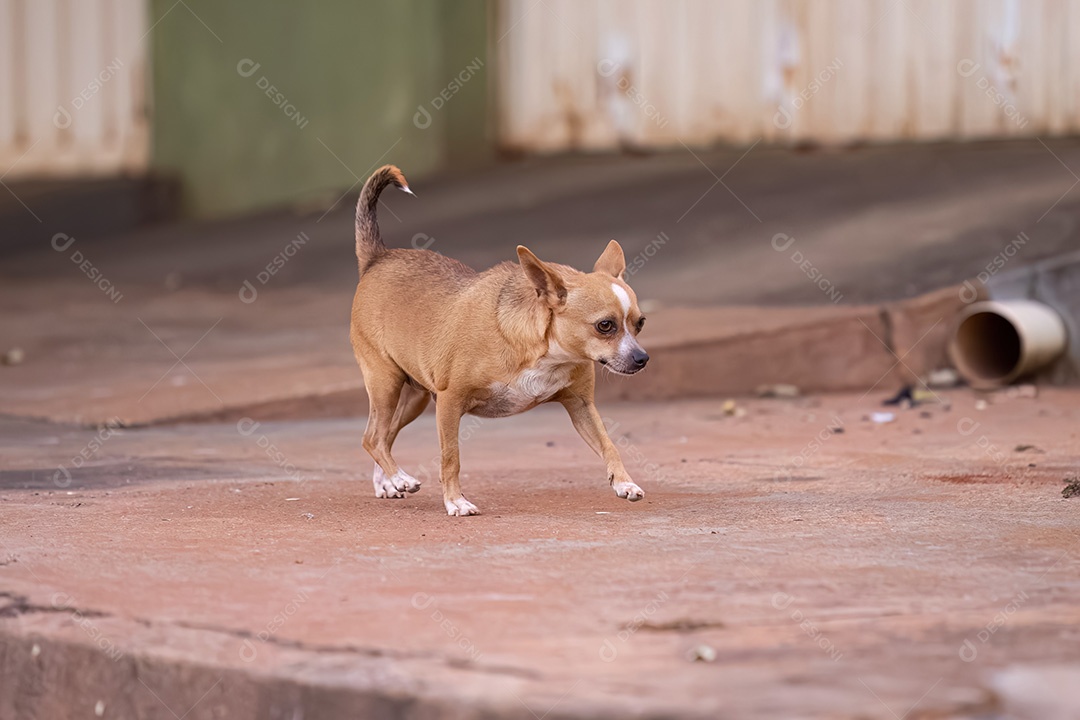 Cão canino mamífero pequeno animal correndo em uma calçada