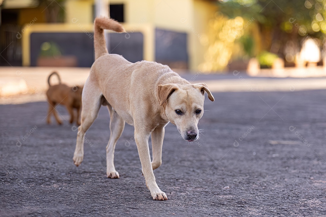 Cachorro mamífero animal na rua