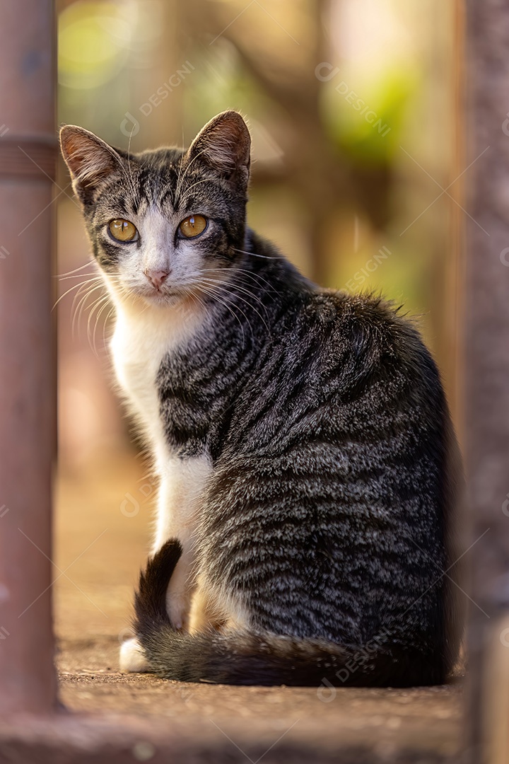 Pequeno gato doméstico em close com foco seletivo