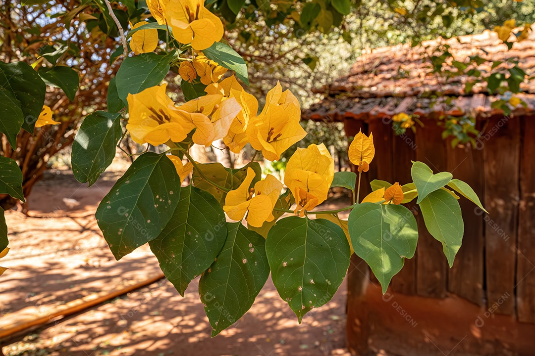 Flores de plantas ornamentais do gênero Bougainvillea