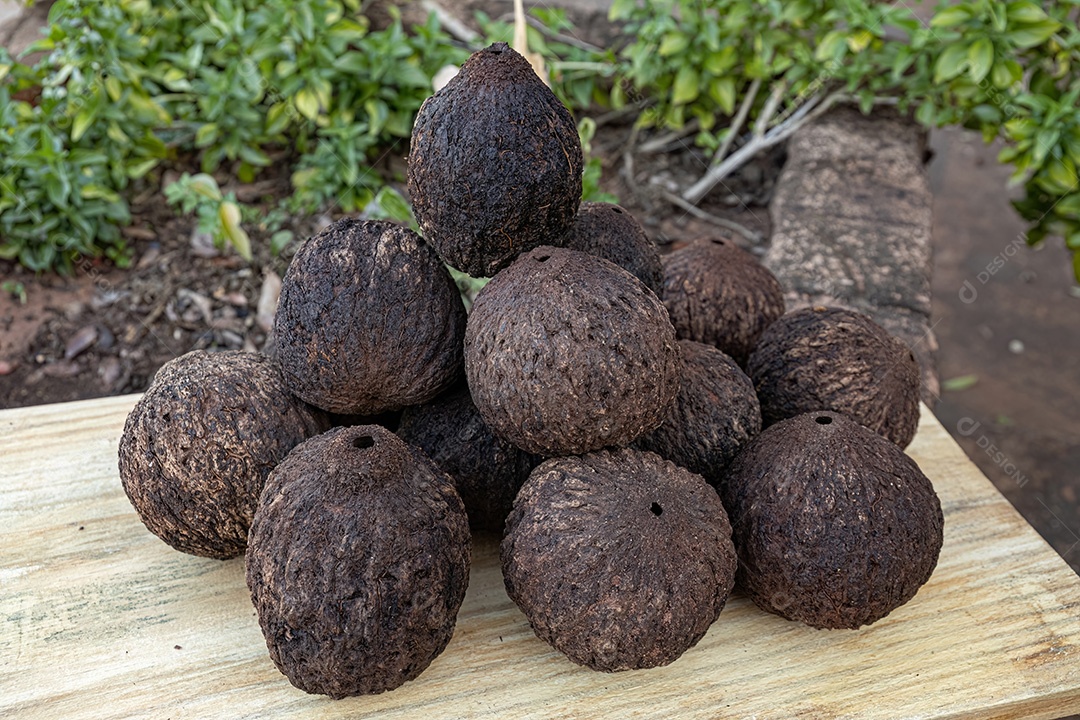 Frutas inteiras do grupo de castanhas do Pará