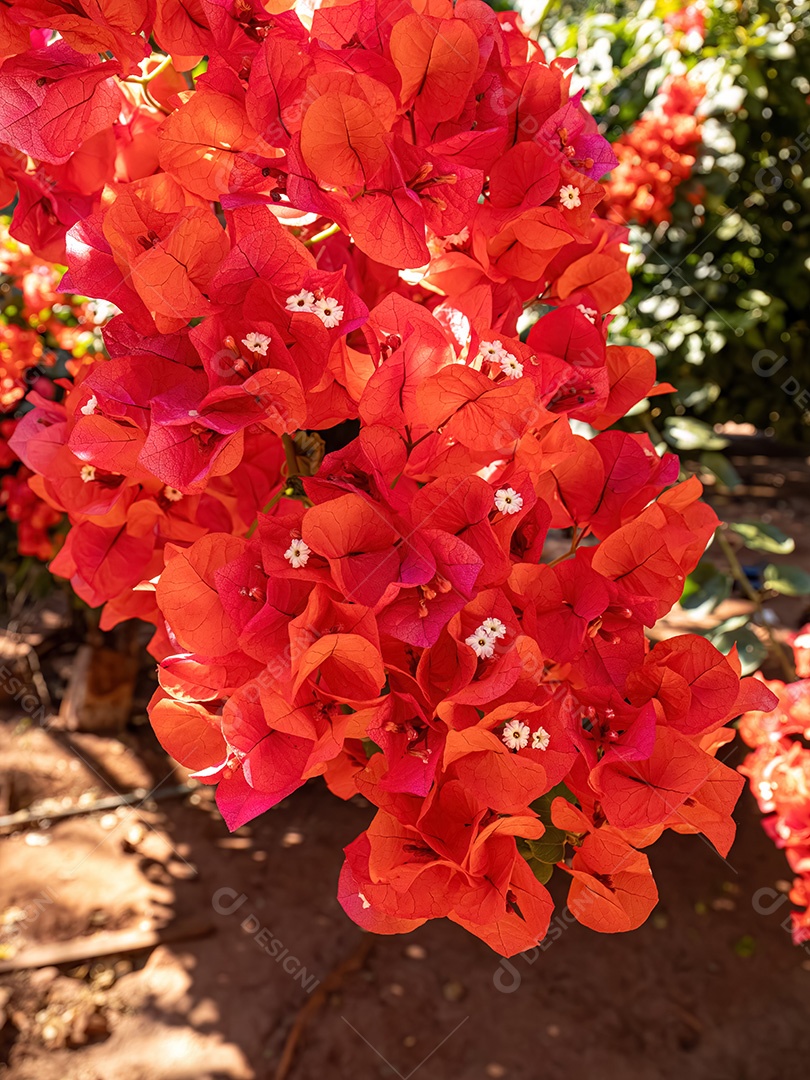 Flores de plantas ornamentais da espécie Bougainvillea glabra