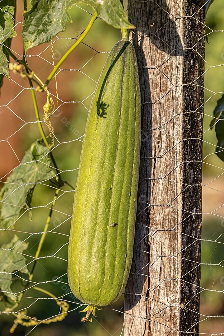 Cabaça Esponja Planta Fruto da espécie Luffa aegyptiaca