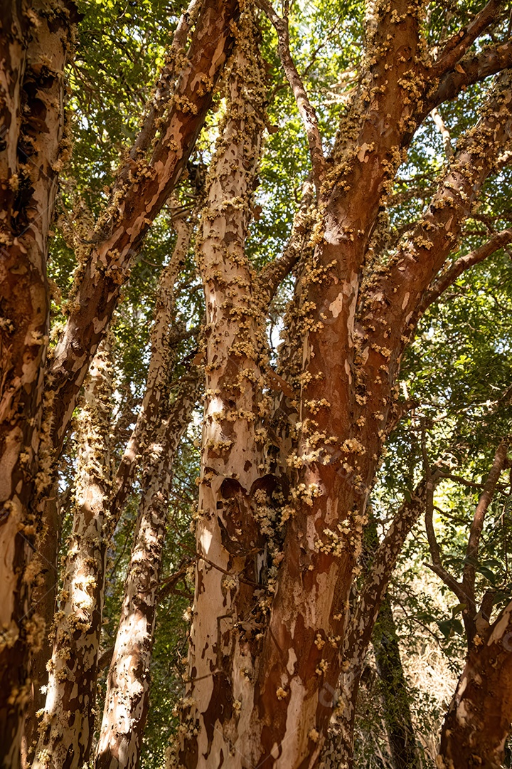 Galhos de jabuticaba cheios de flores durante o dia