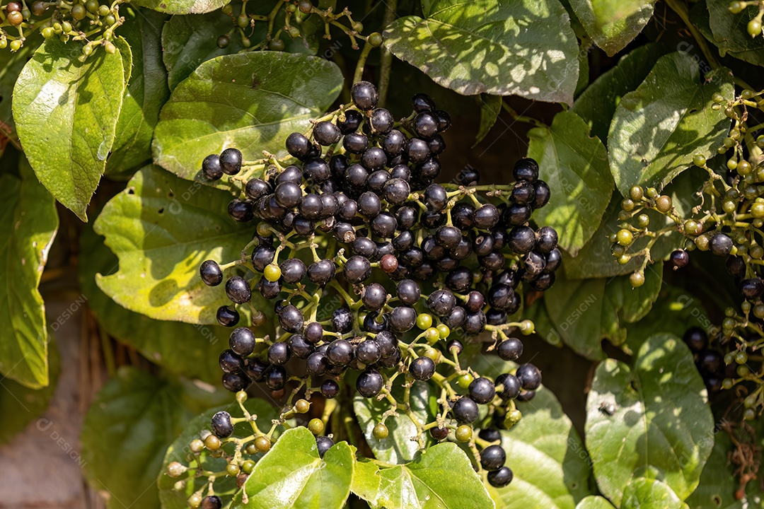 Planta frutífera de uva gambá da espécie Cissus verticillata