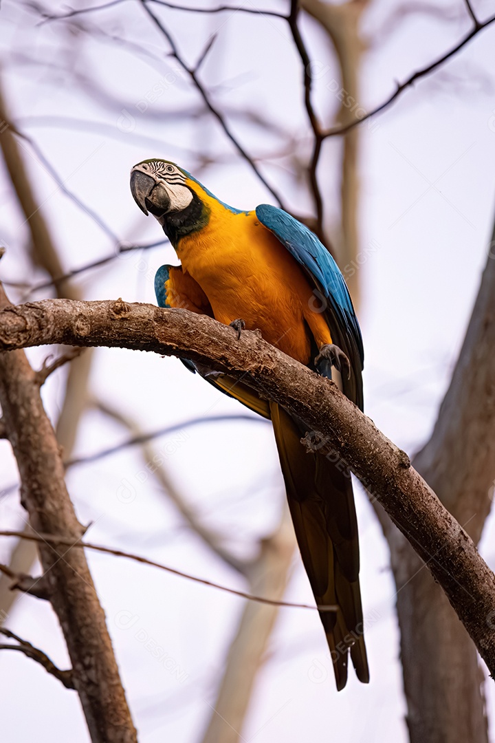 Arara-azul-e-amarela adulta da espécie Ara ararauna