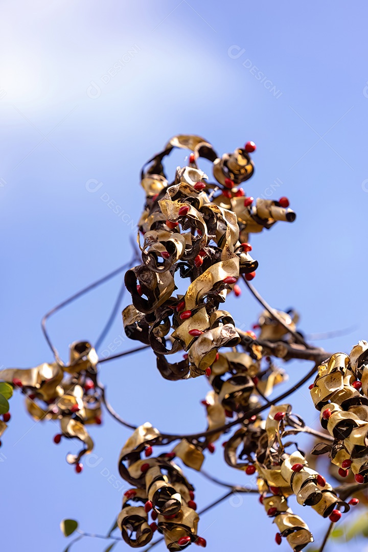 Sementes de Árvore Saga da espécie Adenanthera pavonina