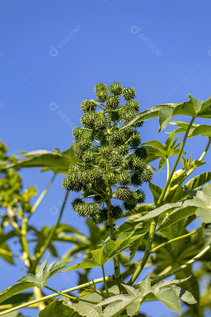 Mamona Verde da espécie Ricinus communis