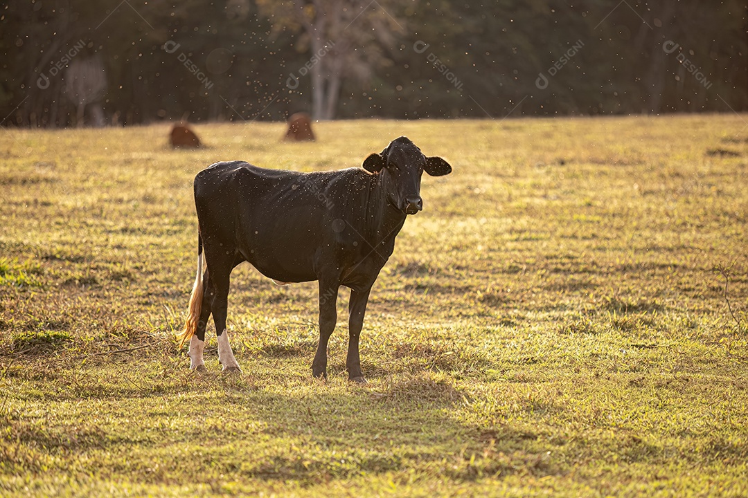 Animais de fazenda de vacas com muitos insetos voando por aí