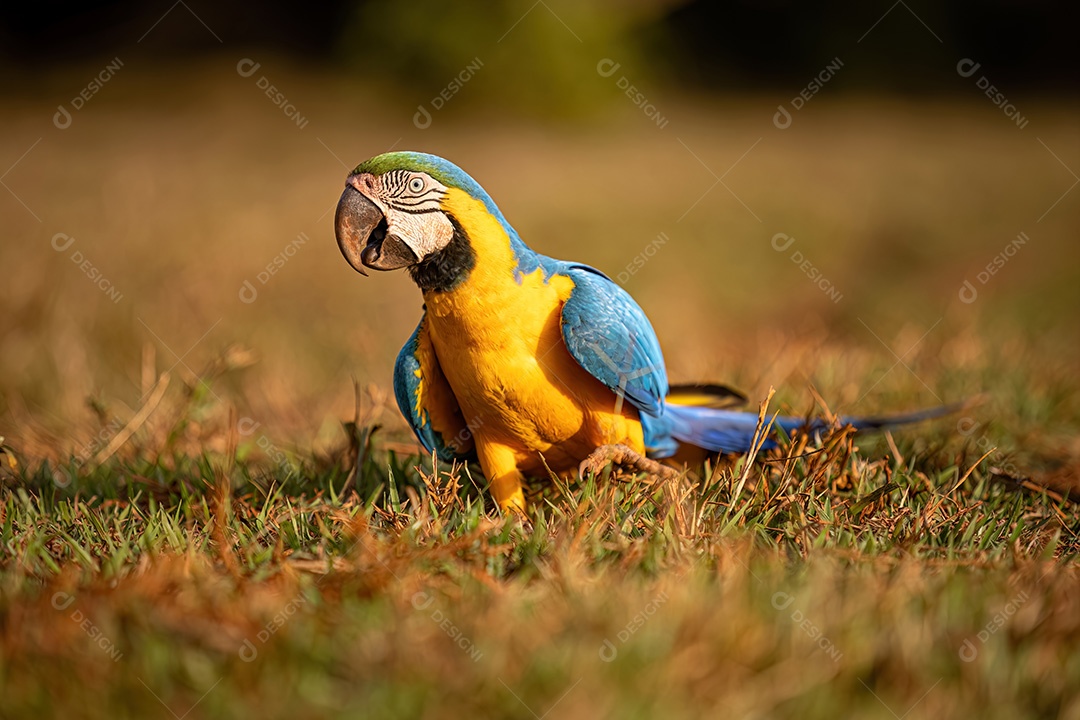 Arara-azul-e-amarela adulta da espécie Ara ararauna