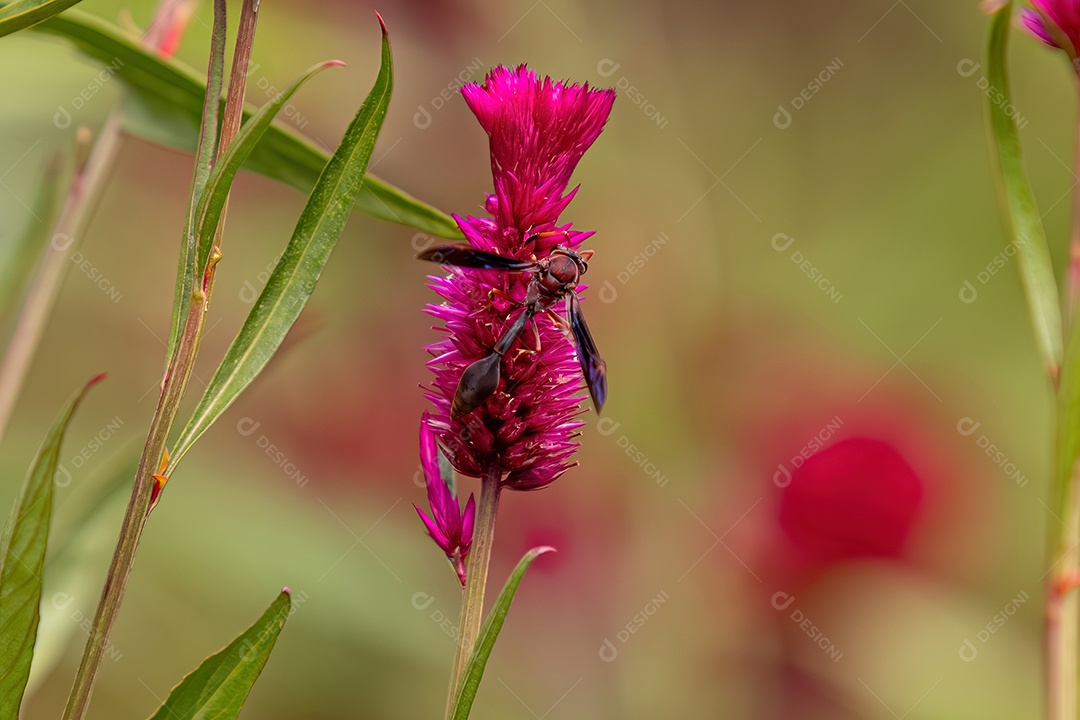 Planta com flor de capim codorna da espécie Celosia argentea com vespa