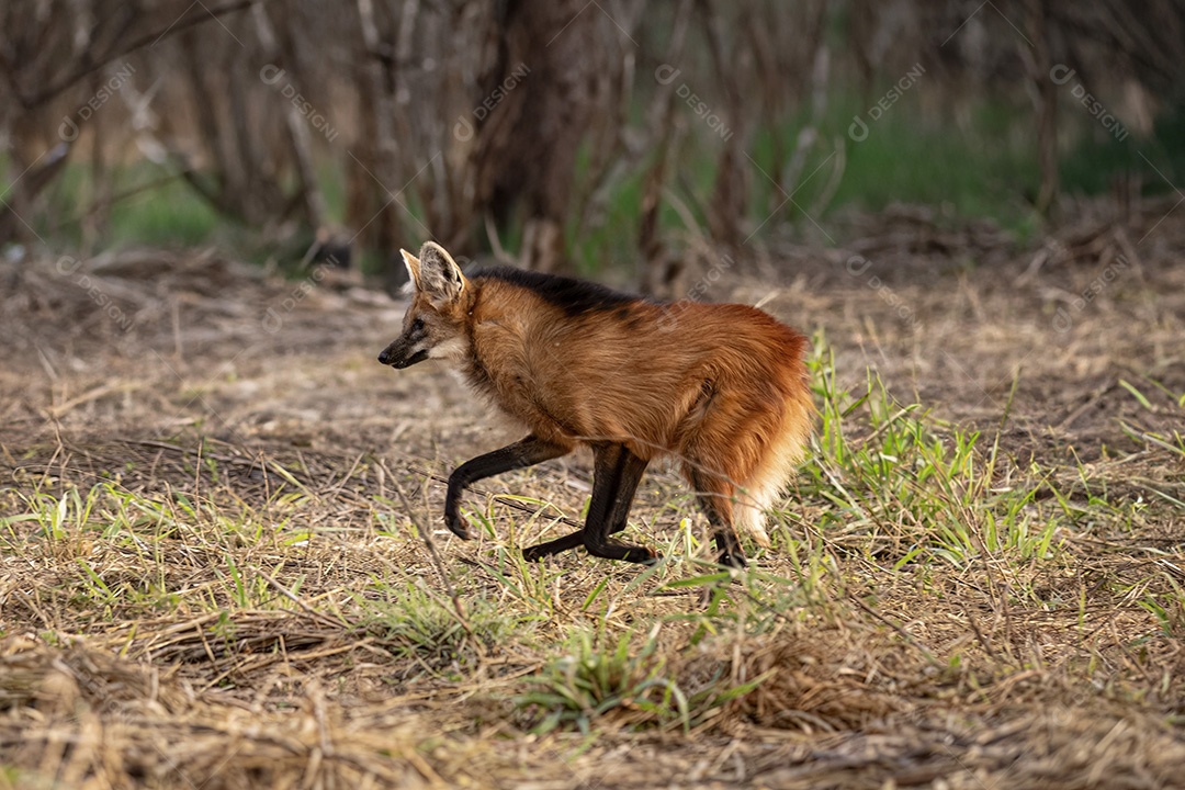 Animal Lobo Guará da espécie Chrysocyon brachyurus