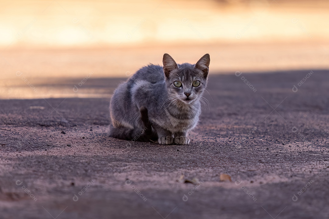 Pequeno gato doméstico em close com foco seletivo