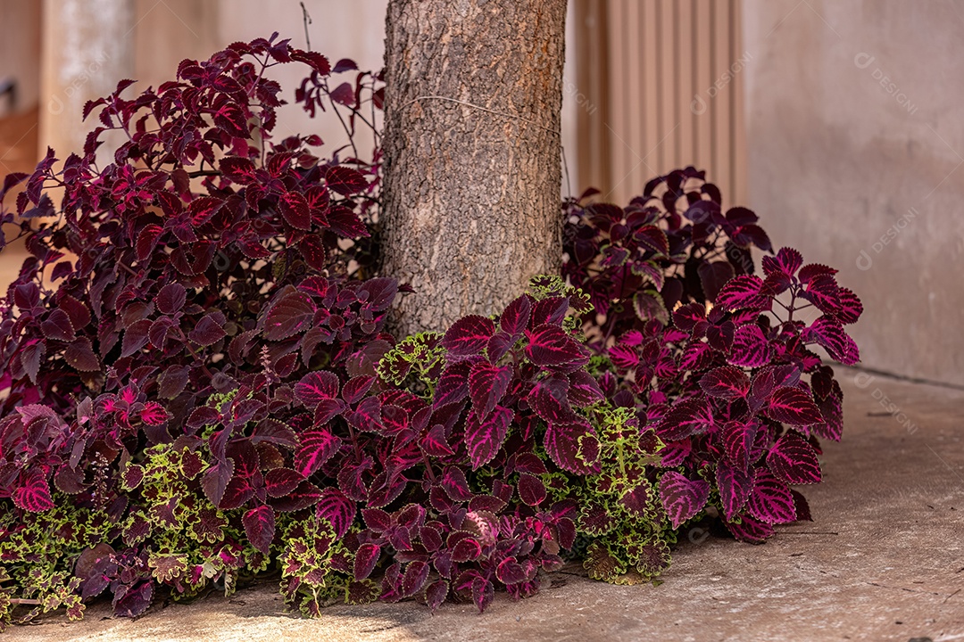 Planta com folhas roxas da espécie Coleus scutellarioides