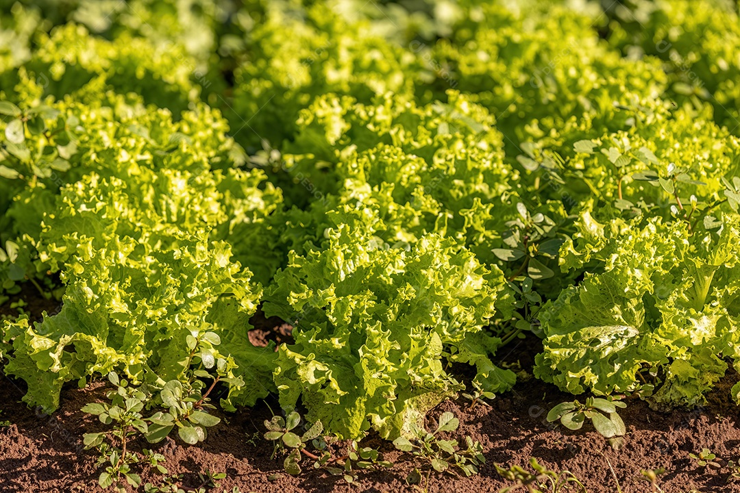 Planta alface vegetal da espécie Lactuca sativat