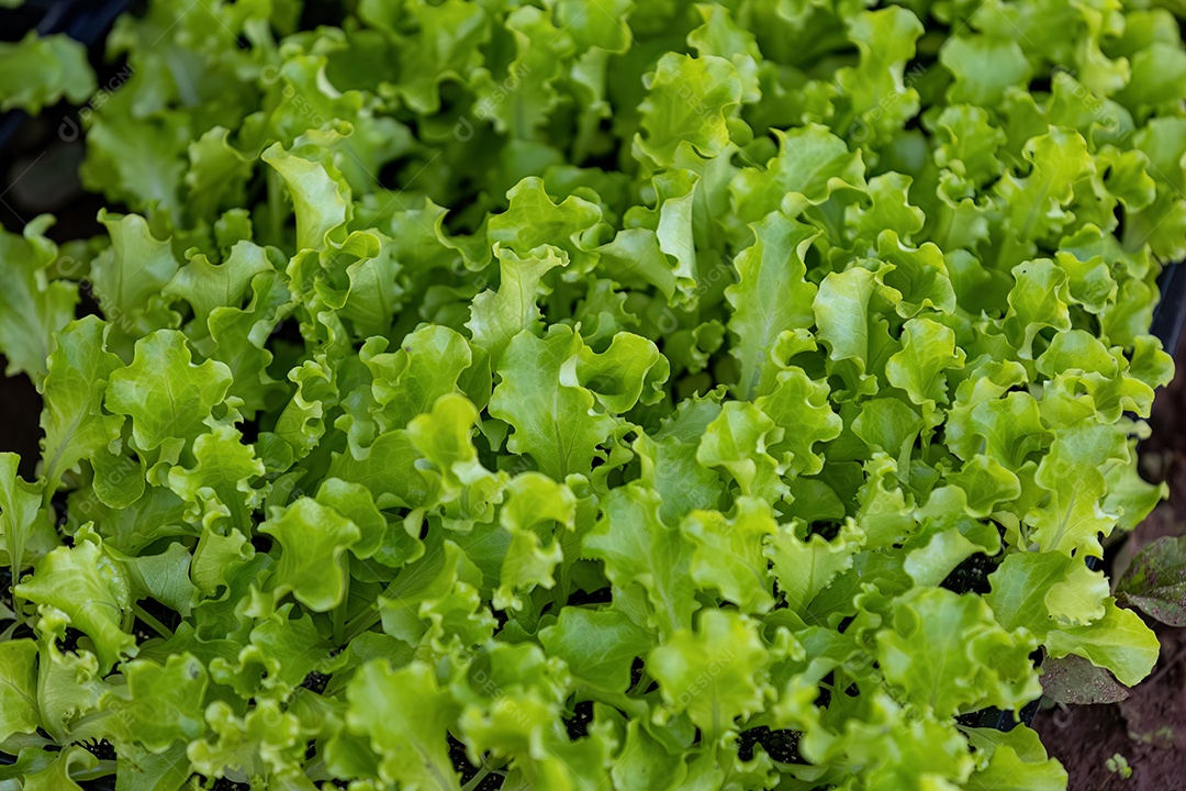 Mudas de alface da espécie Lactuca sativa