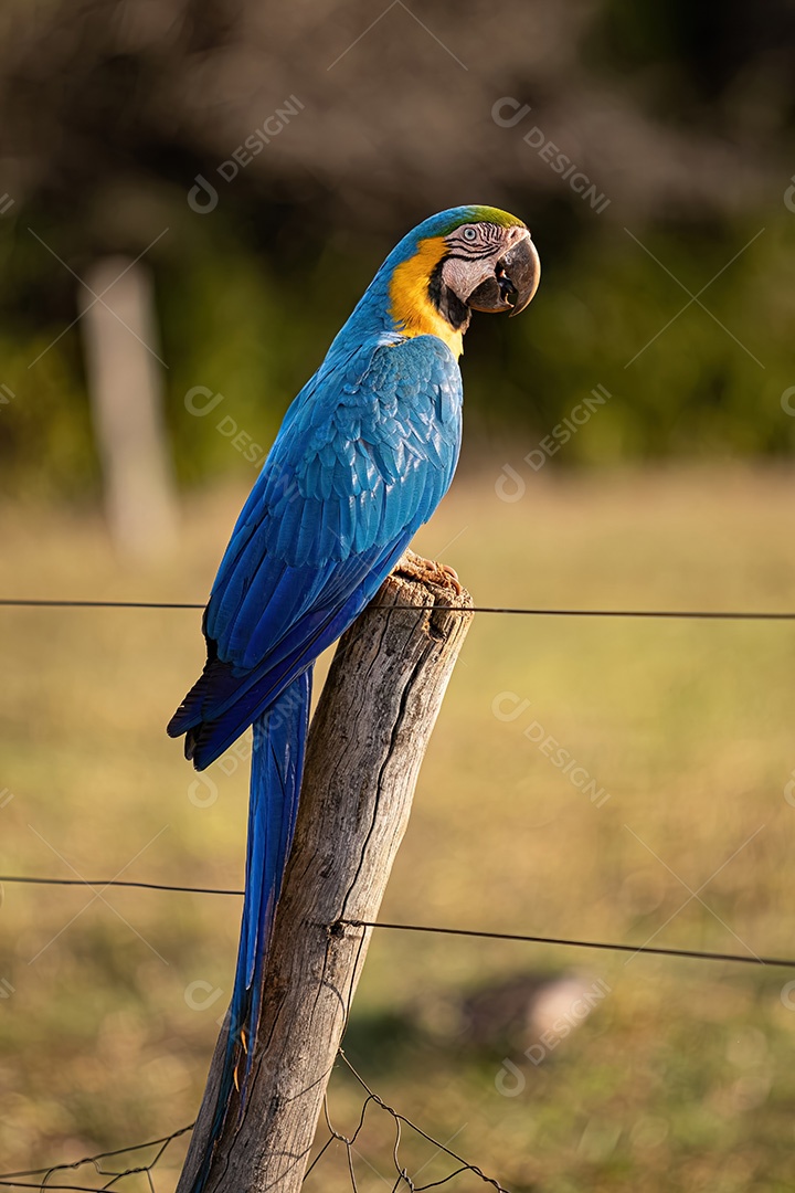 Arara-azul-e-amarela adulta da espécie Ara ararauna