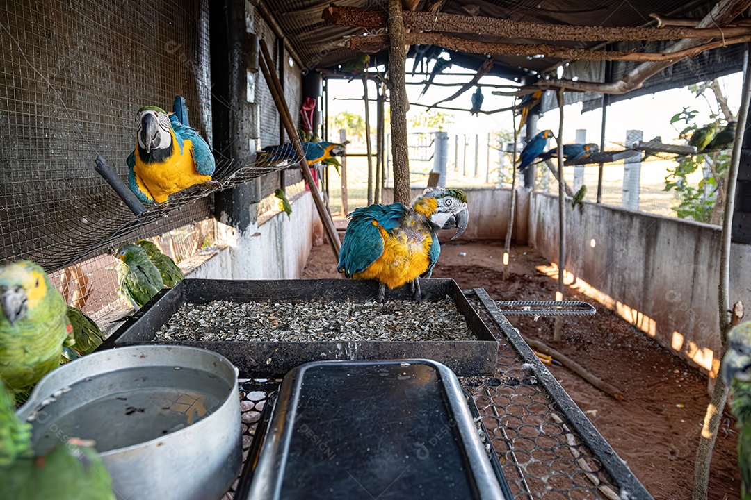 Arara-azul-e-amarela adulta da espécie Ara ararauna resgatada em recuperação para reintrodução gratuita