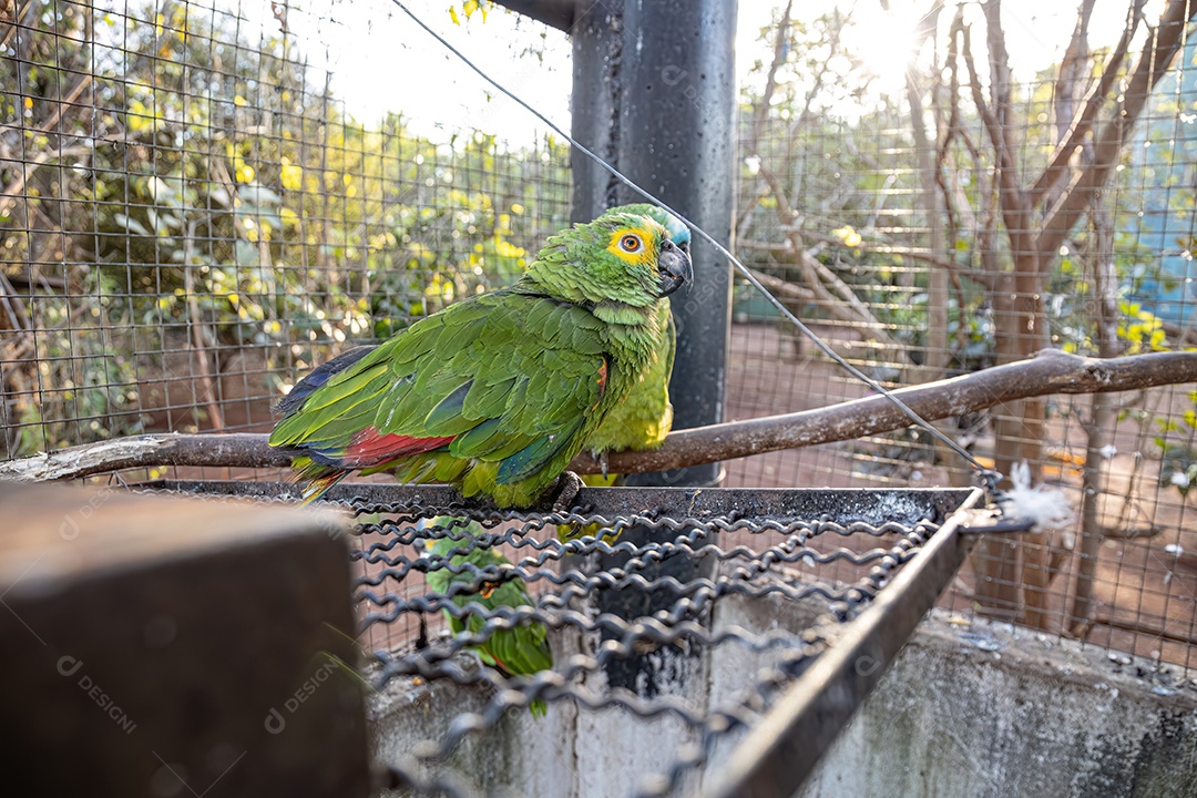 Papagaio adulto da espécie Amazona aestiva resgatado em recuperação para reintrodução gratuita