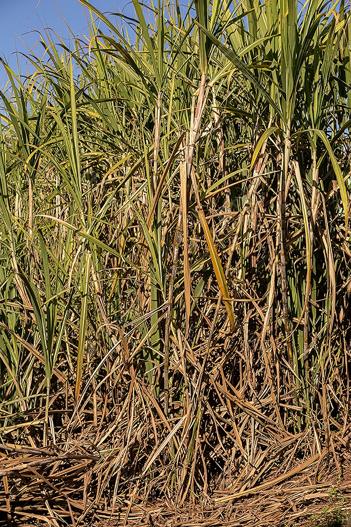 Plantas de cana-de-açúcar da espécie Saccharum officinarum