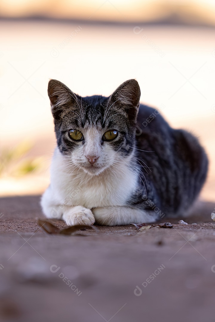 Pequeno gato doméstico em close com foco seletivo