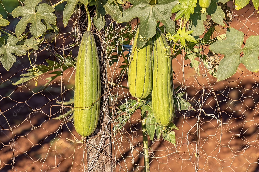 Cabaça Esponja Planta Fruto da espécie Luffa aegyptiaca