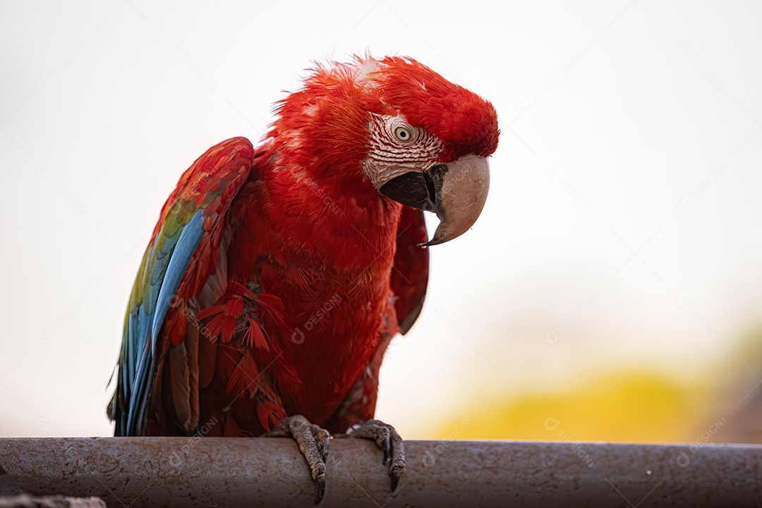 Arara vermelha e verde adulta da espécie Ara chloropterus