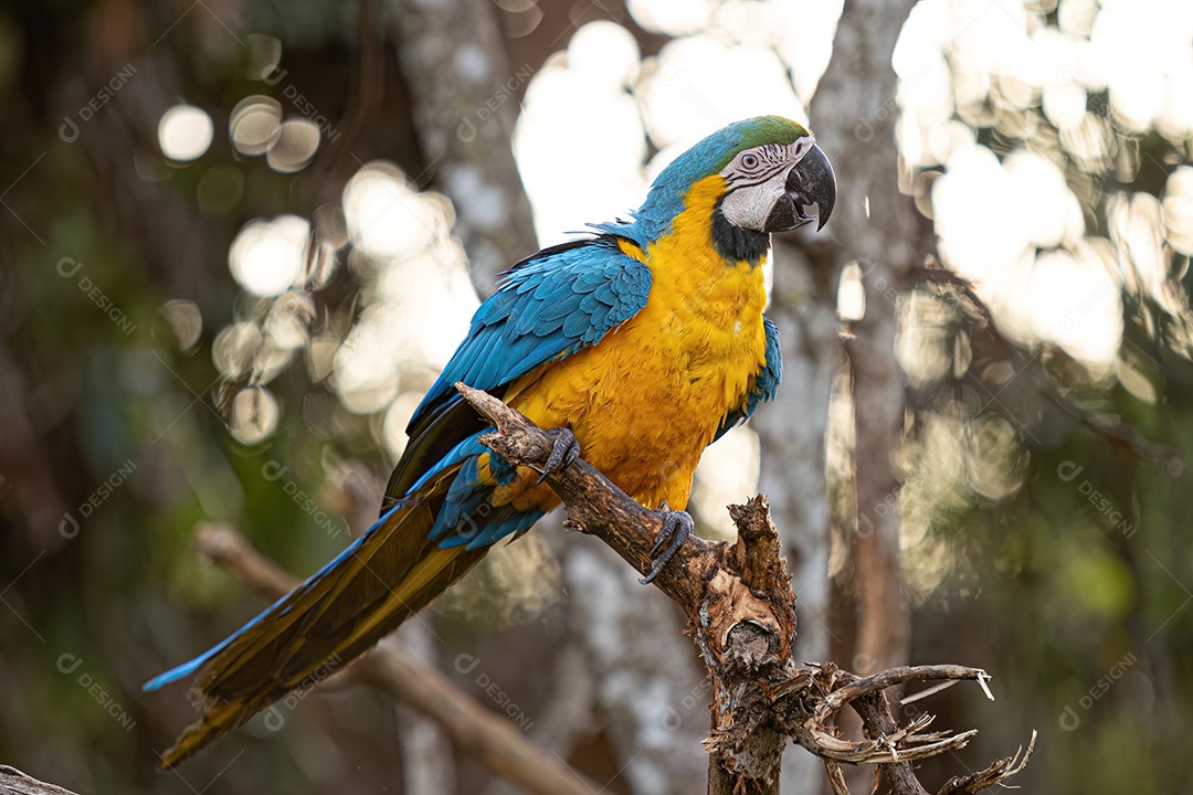Arara-azul-e-amarela adulta da espécie Ara ararauna
