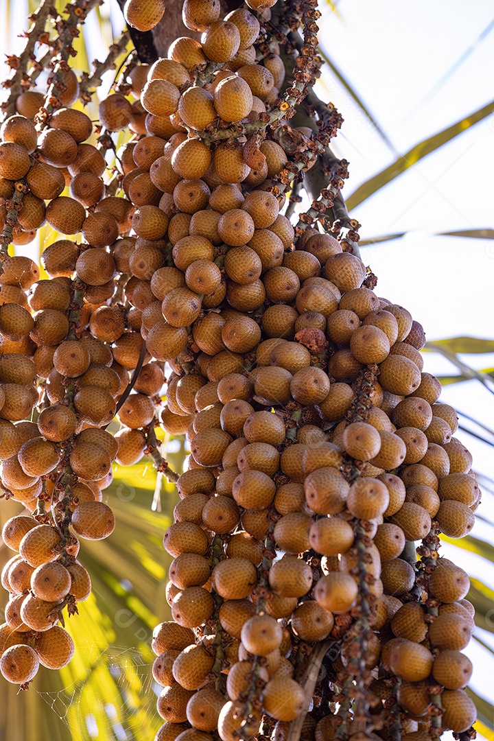 Frutos amarelos da palmeira buriti com foco seletivo