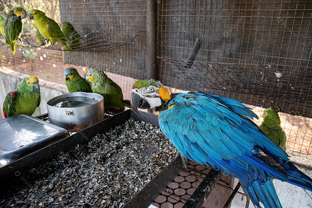 Arara-azul-e-amarela adulta da espécie Ara ararauna resgatada em recuperação para reintrodução gratuita