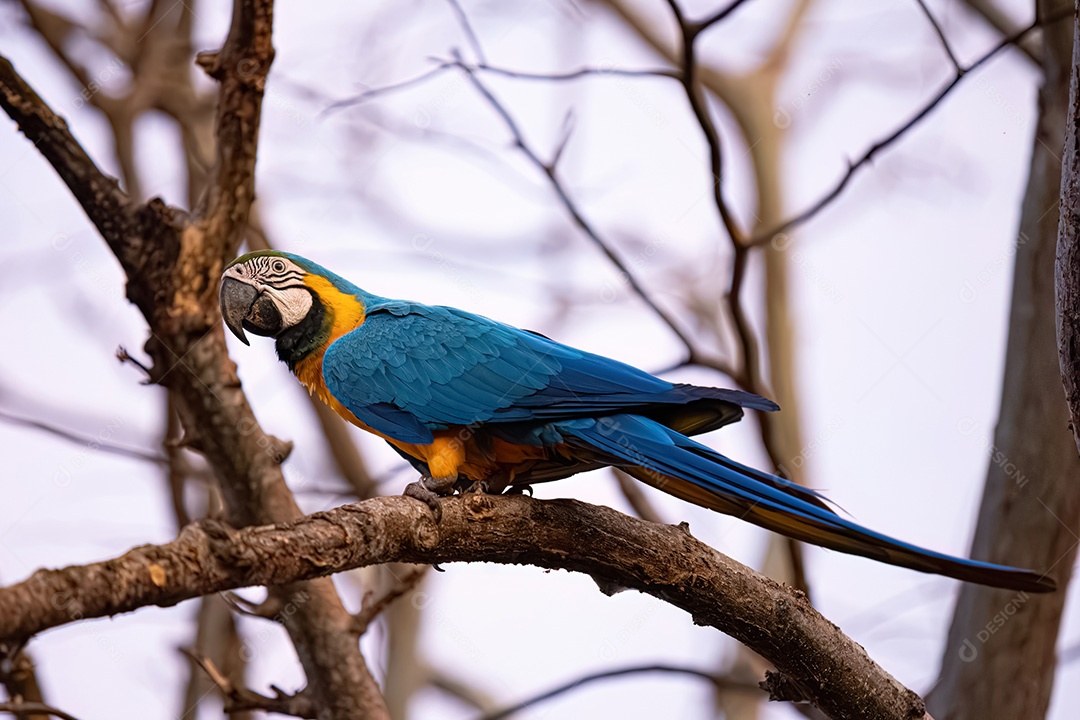 Arara-azul-e-amarela adulta da espécie Ara ararauna