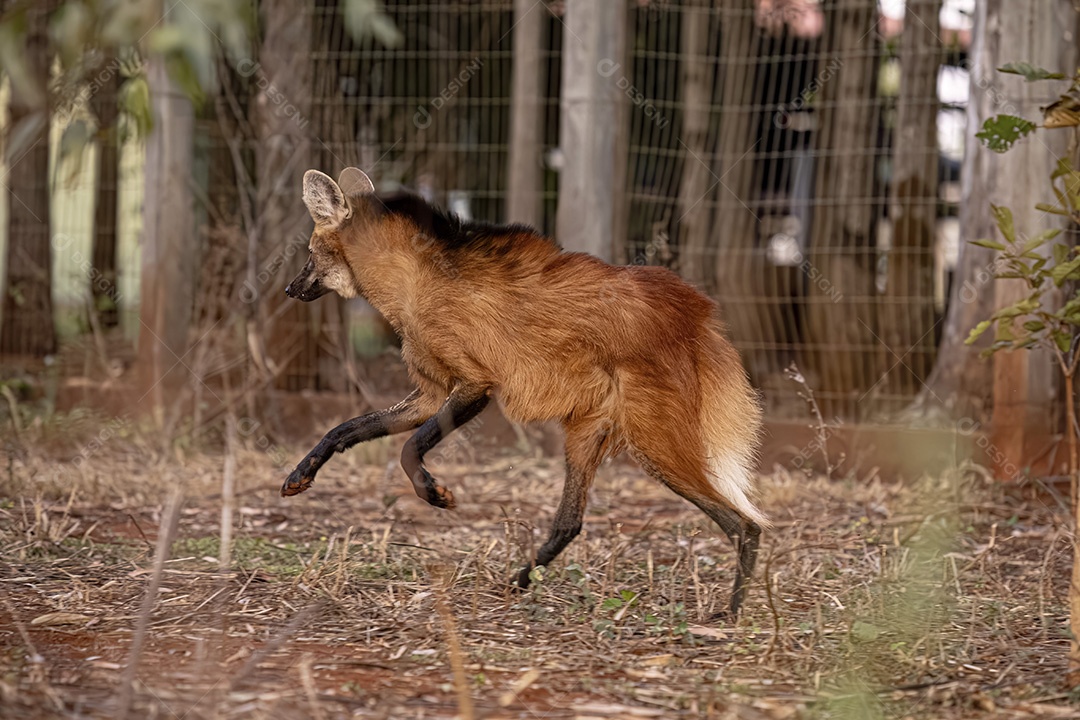 Animal Lobo Guará da espécie Chrysocyon brachyurus