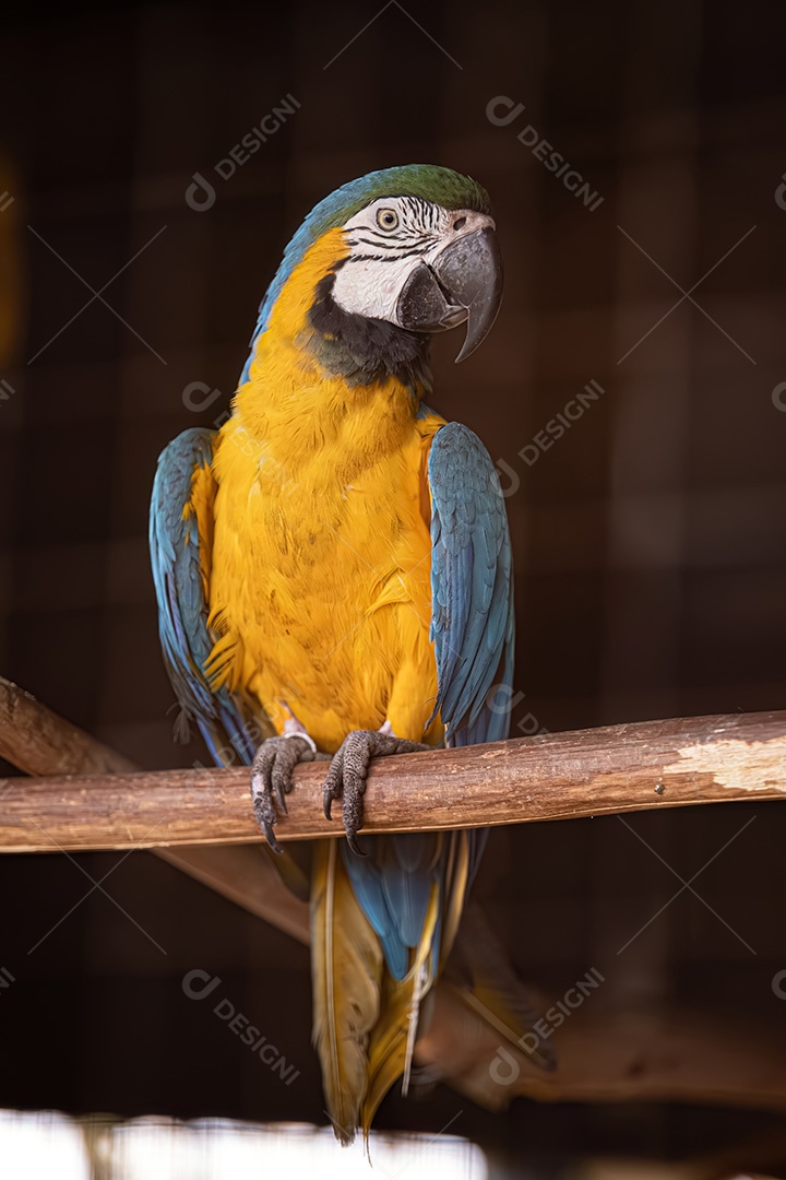 Arara-azul-e-amarela adulta da espécie Ara ararauna resgatada em recuperação para reintrodução gratuita