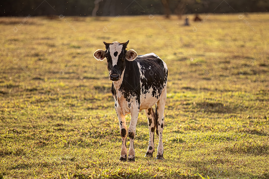 Animais de fazenda de vacas com muitos insetos voando por aí