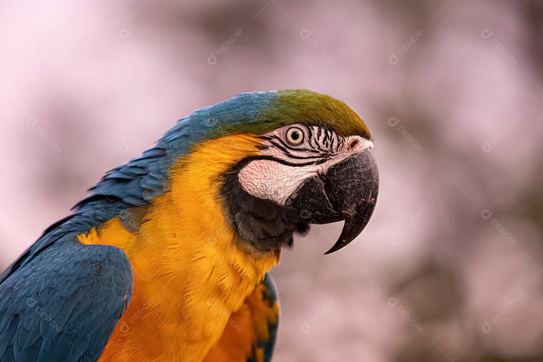 Arara-azul-e-amarela adulta da espécie Ara ararauna