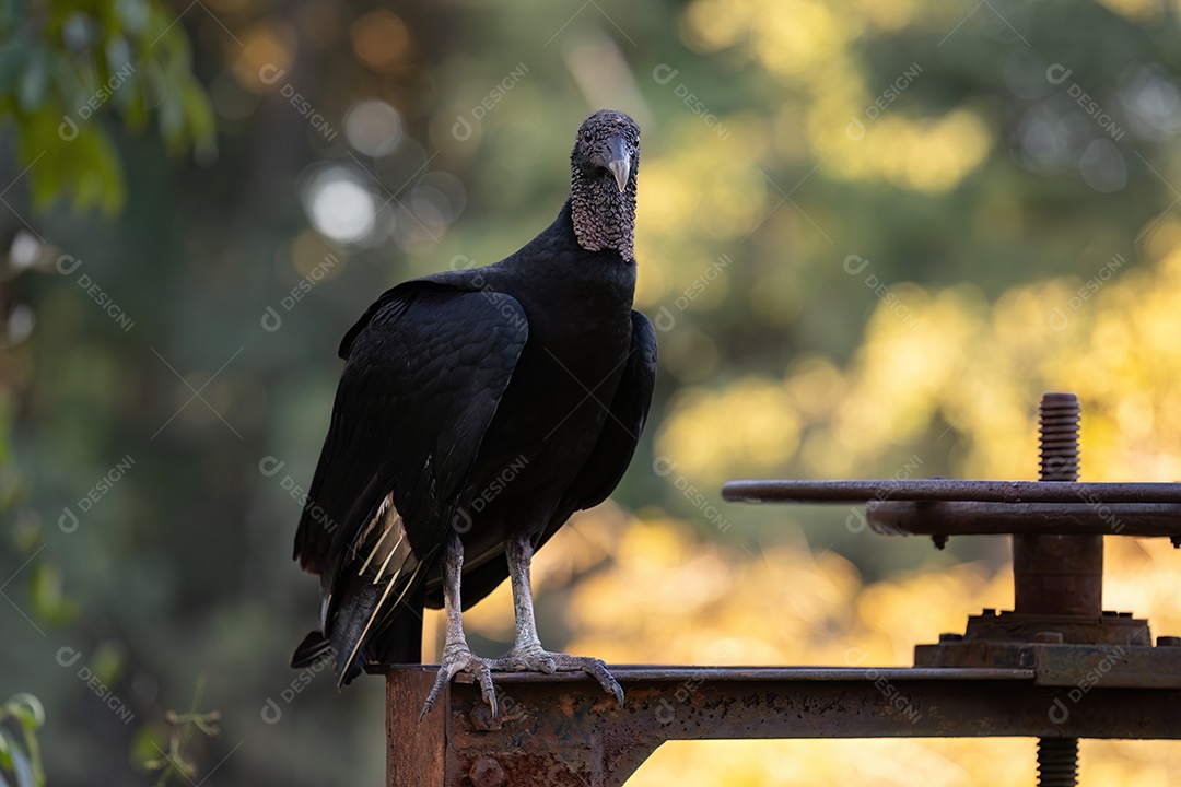Animal Abutre-preto da espécie Coragyps atratus
