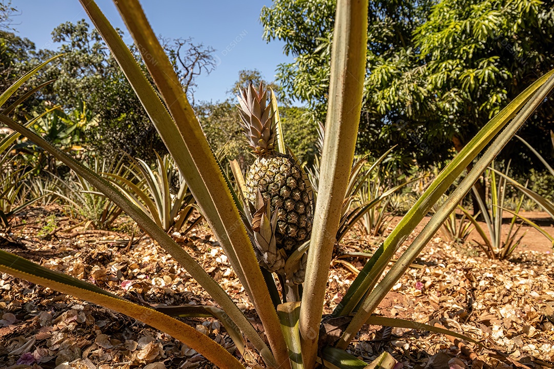 Planta de abacaxi em plantação na fazenda durante o dia