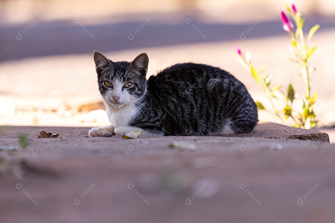 Pequeno gato doméstico em close com foco seletivo