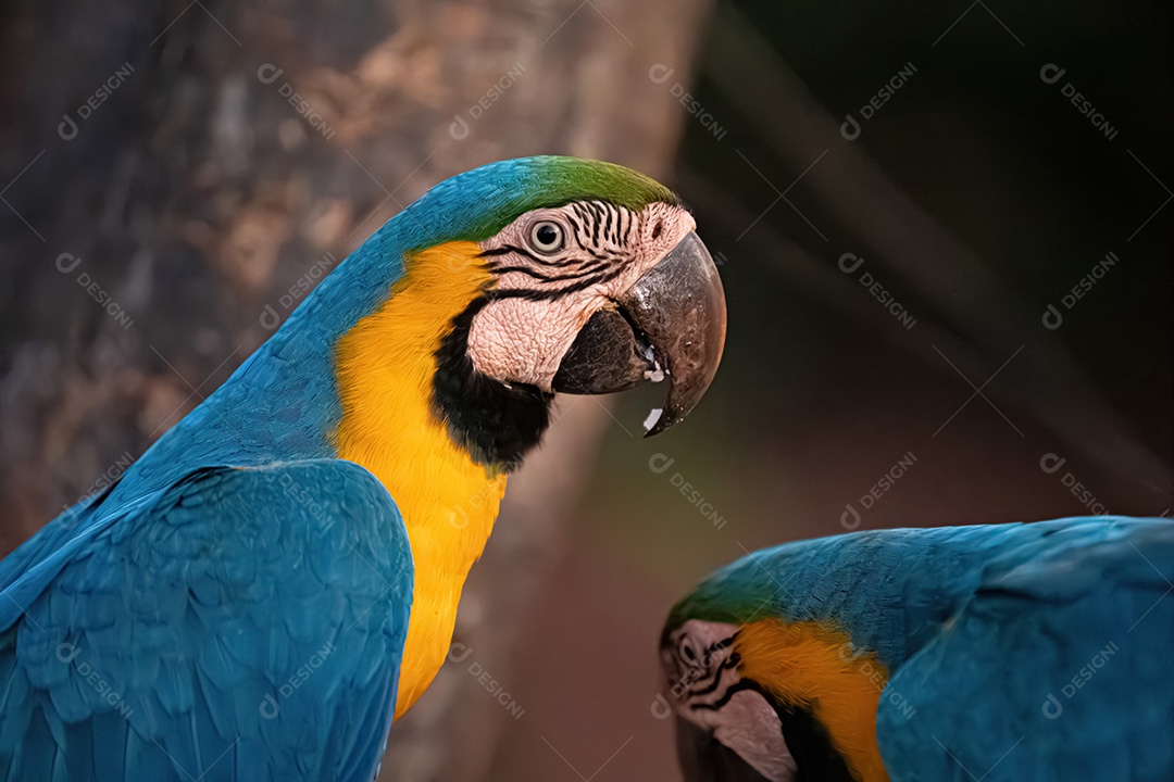 Arara-azul-e-amarela adulta da espécie Ara ararauna