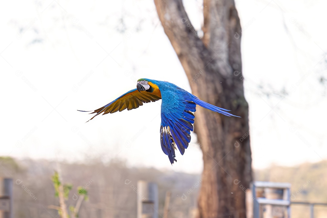 Arara-azul-e-amarela adulta da espécie Ara ararauna