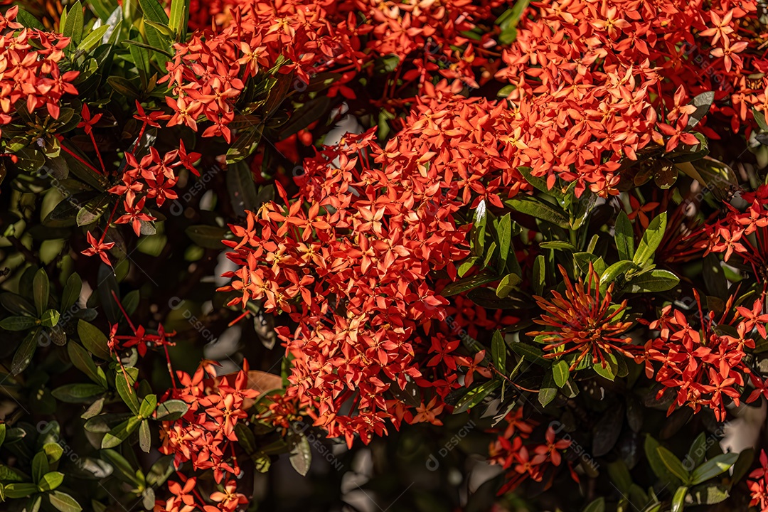 Flor da planta chama da selva vermelha do gênero Ixora