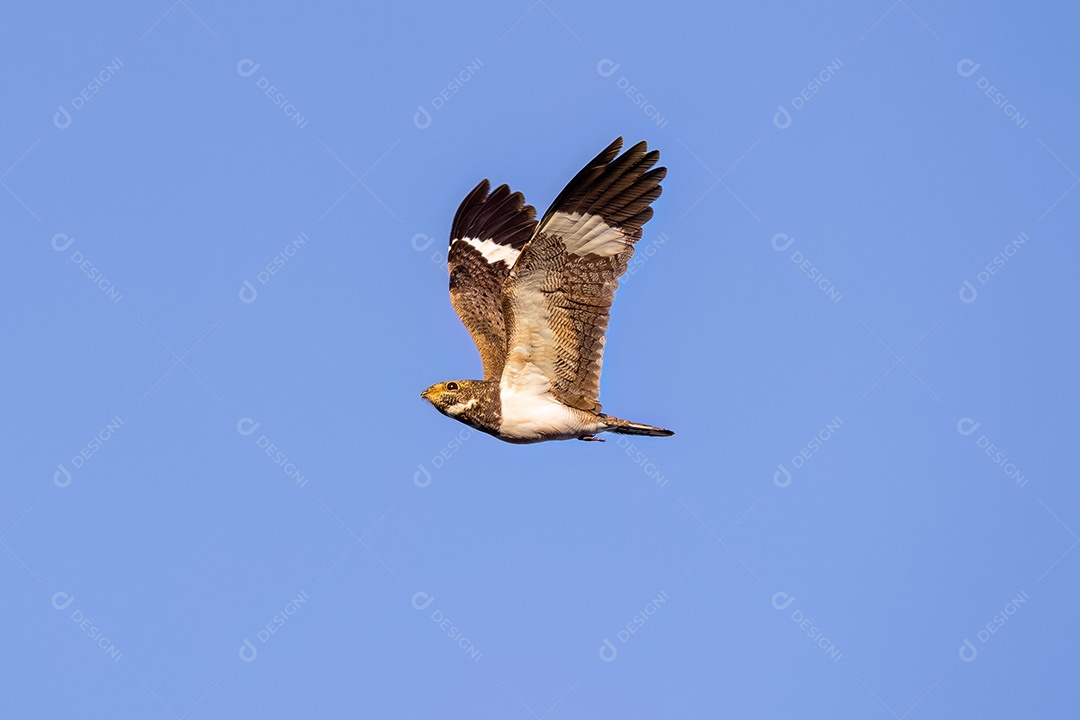 Animal Nacunda Nighthawk da espécie Chordeiles nacunda em mosca