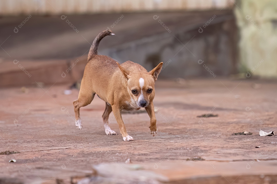 Cão canino mamífero pequeno animal correndo em uma calçada