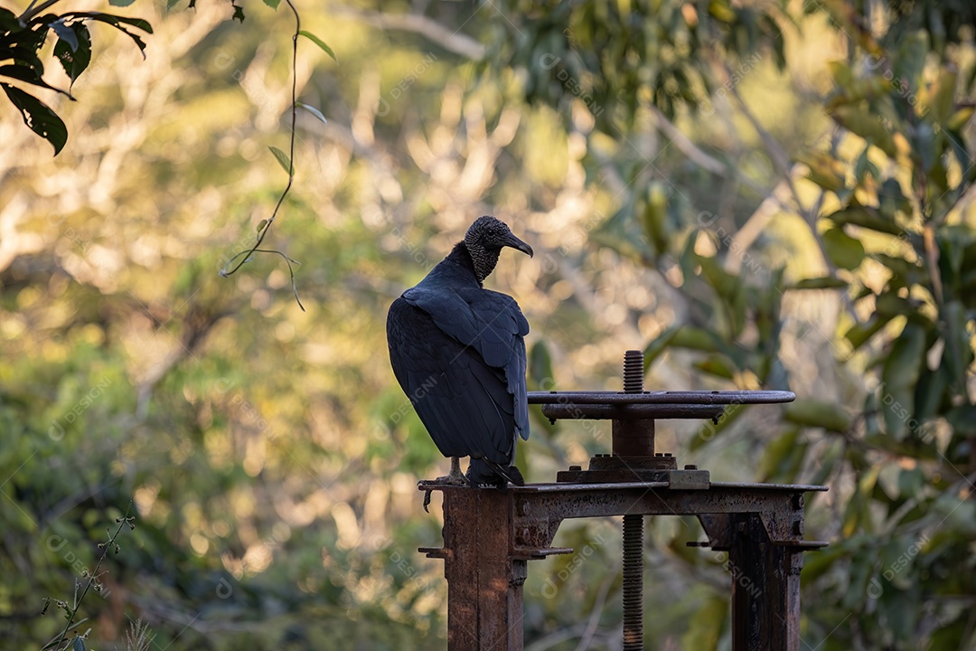 Animal Abutre-preto da espécie Coragyps atratus